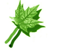 FULLA LOGO